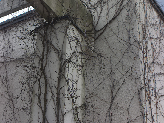 Niukkoja köynnöksiä seinillä