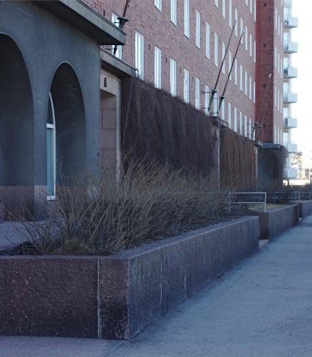 Köynnös kerrostalon seinustalla kevättalvella.