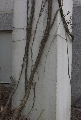 Köynnöksen tyven sidontalankoja