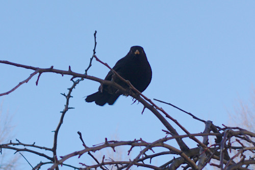 Tarkkaileva mustarastas