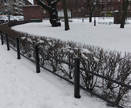 Liisanpuistikon niukempi tuhkapensasaita