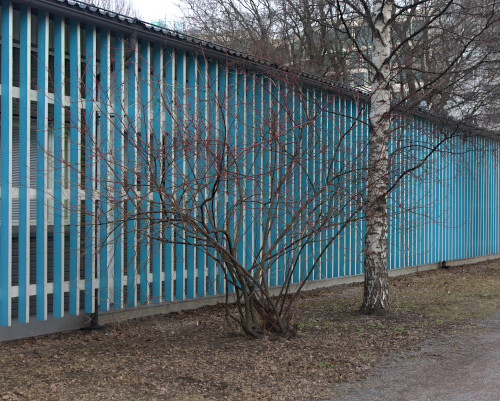 Alta harvennettu pensas