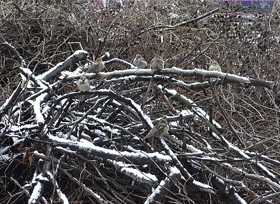 Varpuset leikattujen pensaiden oksista rakentuvalla kasalla