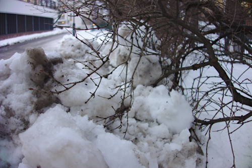 Pensaaseen ajettua lunta