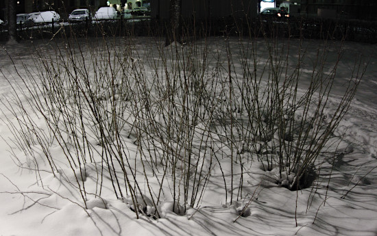 Keväällä leikattu pensas on lintujen talvehtimiseen liian harvakasvuinen seuraavana talvena