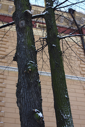 Nuorta oksakasvustoa poistettu puun alaosasta