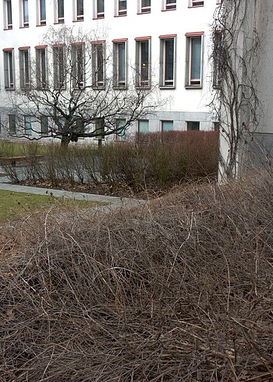 Sisäpiha jossa puita, pensaita, köynnöksiä ja nurmialuetta.