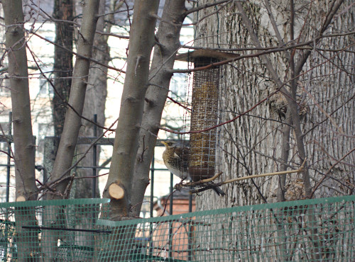 Räkättirastas ruokintalaitteella