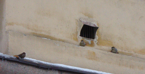 Varpuset pesän ympärillä rakennuksen alkuperäisestä käytöstä poistetun ilmanottoaukon edessä